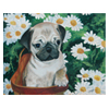 Pug in Daisies by CIndy Kerton