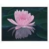 Waterlily by Amy Dussault